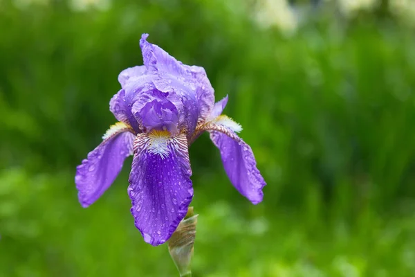 用雨滴对一朵长着胡子的虹膜 日耳曼花 进行特写 美丽的五彩缤纷的花朵 晨露在花园里 — 图库照片