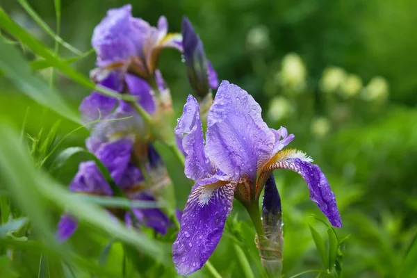 Close Uma Flor Íris Barbuda Iris Germanica Com Gotas Chuva — Fotografia de Stock