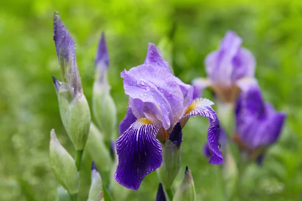 Gros Plan Une Fleur Iris Barbu Iris Germanica Avec Gouttes — Photo