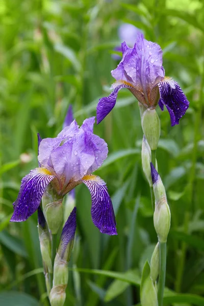 Close Uma Flor Íris Barbuda Iris Germanica Com Gotas Chuva — Fotografia de Stock