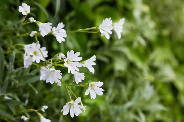 Estellaria Branca Flores Delicadas Stellaria Growth Field Caryophillaceae Stellaria Holostea — Fotografia de Stock