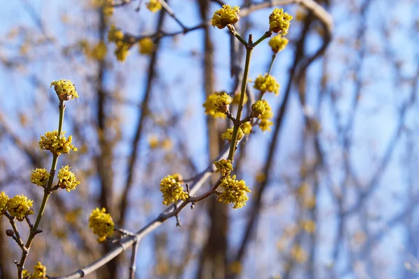 Beautiful Twig Bright Yellow Flowers Blurred Natural Green Background Soft Royalty Free Stock Images