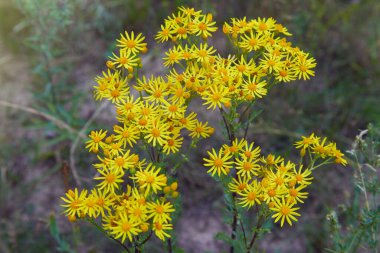 Sarı çiçekli Ragwort. Yaygın isimler: Jacobaea vulgaris, Senecio jacobaea, Tansy Ragwort, Benweed, St. James-wort, Ragweed, Kokuşmuş Dadı, Asteraceae ailesinde zehirli ve tıbbi bitki