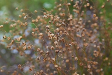Linum perenne (uzun ömürlü keten, mavi keten ya da pamuk). Keten çiçekleri ve tohum kapsülleri. 