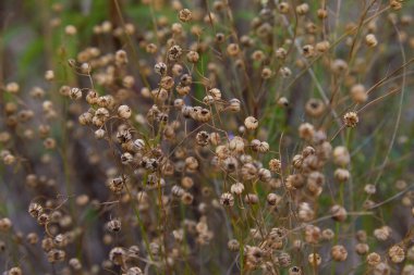 Linum perenne (uzun ömürlü keten, mavi keten ya da pamuk). Keten çiçekleri ve tohum kapsülleri. 
