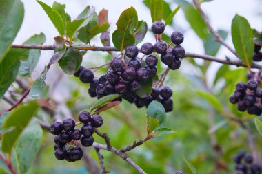 Bahçede yetişen Aronia üzümü (Aronia melanocarpa, Black Chokeberry). Aronia böğürtlenleriyle dolu bir dal..
