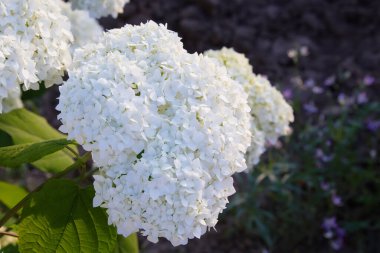 Beyaz ortanca ağaçevi Annabelle, yazın akşam güneşiyle aydınlanıyor. Yumuşak ortanca çiçekleri (Ortanca ağaçevi)
