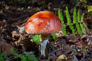 Kırmızı sinek agariği. Sonbahar ormanı arka planında çimlerde zehirli ve halüsinojen mantarlar uçuşuyor. Kırmızı zehirli Amanita Muscari