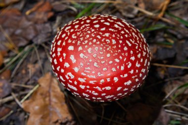 Kırmızı sinek agariği. Sonbahar ormanı arka planında çimlerde zehirli ve halüsinojen mantarlar uçuşuyor. Kırmızı zehirli Amanita Muscari