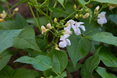 Kötü bir çiçeğin içinde fasulye filizlenir.