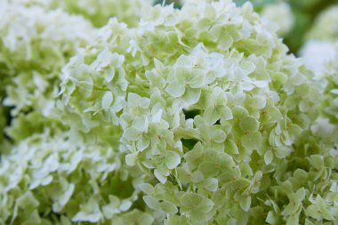 Beyaz ortanca ağaçevi Annabelle 'in çiçek açmasından sonra, yeşil tohumlar. Yumuşak ortanca çiçekleri (Ortanca ağaçevi)