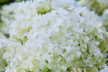 Beyaz ortanca ağaçevi Annabelle 'in çiçek açmasından sonra, yeşil tohumlar. Yumuşak ortanca çiçekleri (Ortanca ağaçevi)