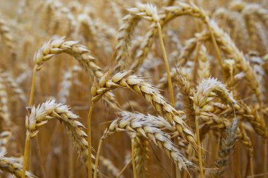 Buğday tarlası. Altın buğday kulakları yakında. Güzel bir manzara. Sabahın erken saatlerinde kırsal kesimde. Olgunlaşmış buğday tarlalarının arka planı. Zengin hasat konsepti. Boşluğu kopyala. 