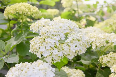 Beyaz ortanca ağaçevi Annabelle 'in çiçek açmasından sonra, yeşil tohumlar. Yumuşak ortanca çiçekleri (Ortanca ağaçevi)