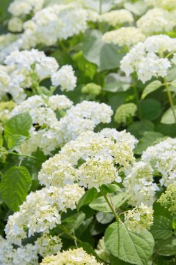 Beyaz ortanca ağaçevi Annabelle 'in çiçek açmasından sonra, yeşil tohumlar. Yumuşak ortanca çiçekleri (Ortanca ağaçevi)