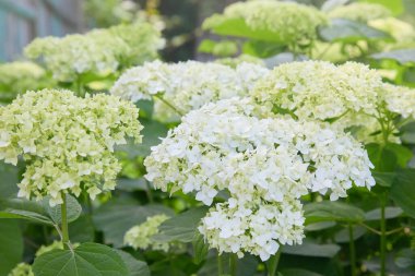 Beyaz ortanca ağaçevi Annabelle 'in çiçek açmasından sonra, yeşil tohumlar. Yumuşak ortanca çiçekleri (Ortanca ağaçevi)