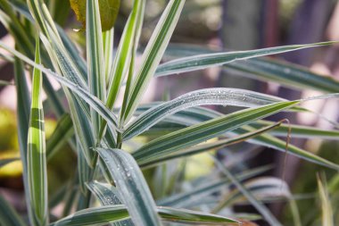 İnce yeşil ve sarı yapraklı Liriope bitkisinin dış kısımlarında yağmur çiği yetişiyor.