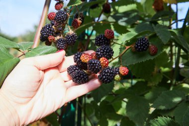 Dal üzerinde olgun böğürtlenleri tutan bir kadın. Çalılıklarda yetişen lezzetli böğürtlen. 