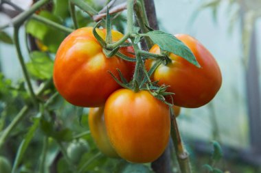 Serada bir dal üzerinde olgunlaşan domatesler. Ev yapımı domates tohumu