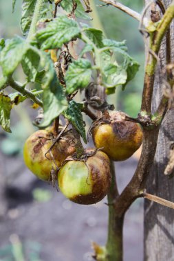 Tomato plant has got ill with Phytophthora (Phytophthora Infestans). Tomatoes has got sick by late blight, agriculture clipart