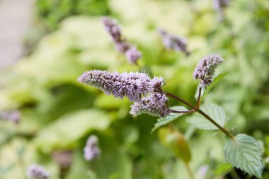 Taze nane çiçekleri açık havada, nane çiçekleri kapalı.