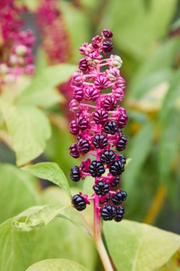 Phytolacca americana, Amerikan pokeweed, pokeweed, poke sallet veya poke salatası olarak da bilinir, pokeweed familyasından zehirli bir bitki türü.