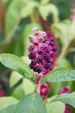 Phytolacca americana, Amerikan pokeweed, pokeweed, poke sallet veya poke salatası olarak da bilinir, pokeweed familyasından zehirli bir bitki türü.