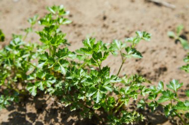 Çiftlikte maydanoz yetişiyor. Maydanoz. Petroselinum. Maydanoz yaprakları. Yeşil yapraklar. Bahçede maydanoz yetişiyor. Yakın plan. Bahçe. Saha. Çiftlik. Büyüyen bitkiler.