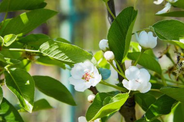 Armut çiçeği ve bahar mevsimi. Çiçek açmış armut ağacı. Arka plan bulanık. Bahar başlarında armut çiçeği.