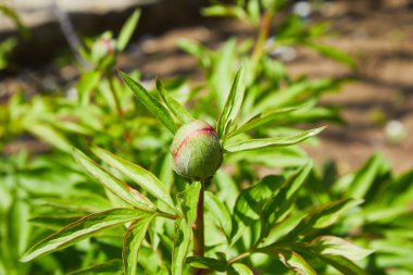 Bahçedeki şakayık tomurcuğuna yakın kırmızı şakayık burgundy şakayık çiçeği. Seçici odaklanma. Sığ alan derinliği