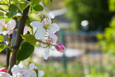 Baharda çiçek açan elma ağacı. Elma çiçeği, bahçede elma ağacı.