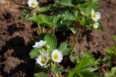 Çilek bitki bahçede çiçek açar. Çiçeklenme çilek. Bahçede büyüyen Bahçe çilekleri. Bahçede çilek çalılar, arka plan. Fragaria vesca beyaz çiçekler ile Blooms.