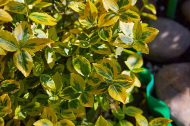 Servet Milli, Kış Sarmaşığı, Kış Sarmaşığı - Euonymus Fortei 'Zümrüt' n 'Gold'. Öonymus falının sarı ve yeşil yaprakları 