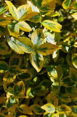 Servet Milli, Kış Sarmaşığı, Kış Sarmaşığı - Euonymus Fortei 'Zümrüt' n 'Gold'. Öonymus falının sarı ve yeşil yaprakları 