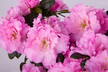 Çiçek saksısında çiçek açan açelya bitkisi. Işık arkaplanda 