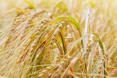 Olgun arpa kulaklı yaz tarlası. Hordeum vulgare. Mısır tarlasında altın dikenli çivili kırsal alan. Tarım, tarım, hasat. Ortak Arpa bitkisi 
