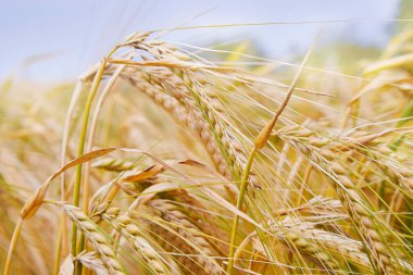 Olgun arpa kulaklı yaz tarlası. Hordeum vulgare. Mısır tarlasında altın dikenli çivili kırsal alan. Tarım, tarım, hasat. Ortak Arpa bitkisi 
