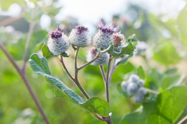 Cirsium vulgare, mızrak devedikeni, devedikeni, devedikeni, dikenli dikenli dikenli dikenli bitki, kanatlı gövdesi ve yaprakları, pembe mor çiçek başları.