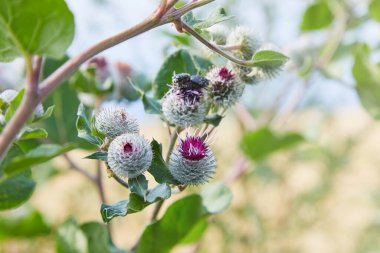 Cirsium vulgare, mızrak devedikeni, devedikeni, devedikeni, dikenli dikenli dikenli dikenli bitki, kanatlı gövdesi ve yaprakları, pembe mor çiçek başları.