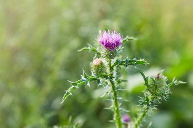 Cirsium vulgare, mızrak devedikeni, devedikeni, devedikeni, dikenli dikenli dikenli dikenli bitki, kanatlı gövdesi ve yaprakları, pembe mor çiçek başları.