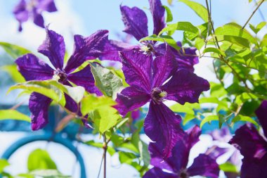 Güzel tırmanış bitkisi Clematis. Lilac Clematis Çiçeği 'nin Bush' u. Yakın plan. Clematis Vine