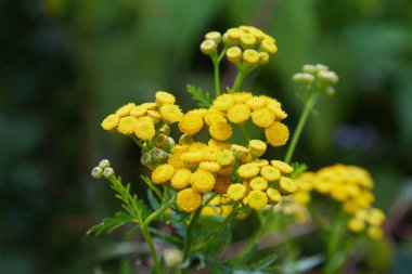 Yeşil yaz çayır sarı solucan otu çiçeği (Tanacetum vulgare, ortak solucan otu, acı düğmesini, inek acı veya altın düğme). Kır çiçekleri.
