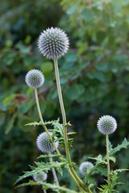 Temmuz ayında, Aster ailesinin bir üyesi olan doğada büyüyen Güney Globethistle 'ın (Echinops ritro) enfloresanları ve kökleri