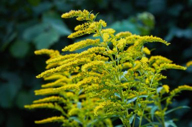 Solidago kanadensis 'in çiçek açan sarı kıvılcımını kapatın. Kanada altın çubuğu ya da Kanada altın çubuğu olarak bilinir..