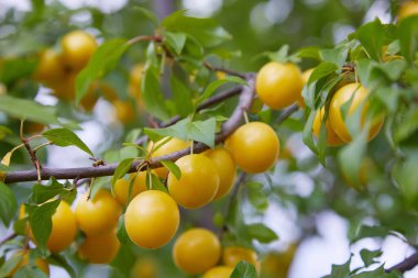 Meyve bahçesinde yetişen bir ağacın üzerinde olgunlaşmış sarı erik sürüsü