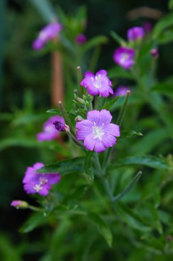 Büyük Willowhere 'in güzel pembe çiçeği, Epilobium hirsutum, 