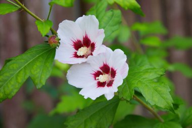 Lavatera Trimestris 'in güzel çiçekleri, yıllık mallow.