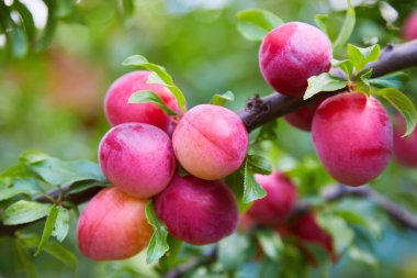Meyve bahçesindeki bir ağaç dalında yetişen olgun kırmızı erikler..