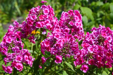 Mor çiçekli fenomen paniklemiş. Bahçede çiçek açan mor fenomen dalı