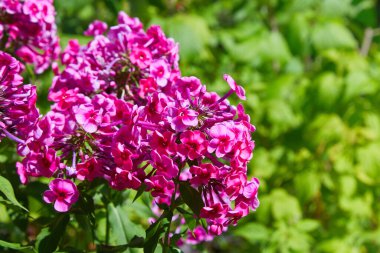 Mor çiçekli fenomen paniklemiş. Bahçede çiçek açan mor fenomen dalı